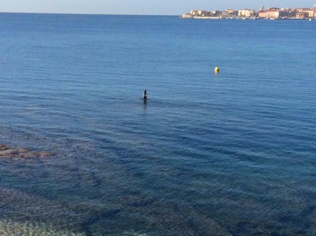 Villa D'Exception, Piscine, Vue Mer, Plage A 100M Ajaccio  Eksteriør bilde